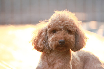 Happy puppies in a private playground