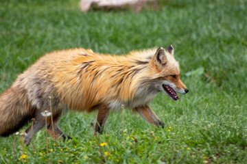 red fox