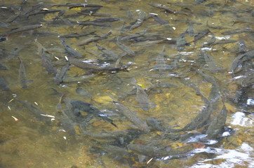 A group of antimony fish in natural water bodies.