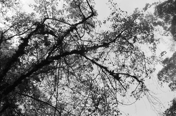 Low angle view of leaves and branches. Black and White.