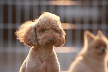 Happy puppies in a private playground