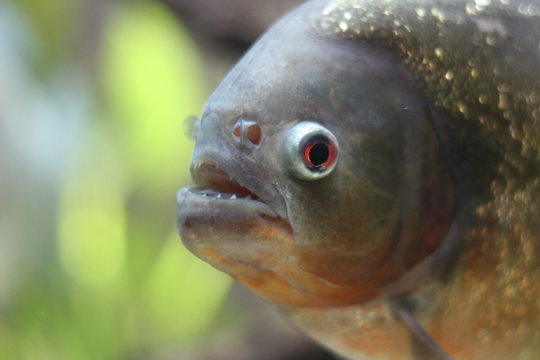 Pirania Bilder Durchsuchen 363 Archivfotos, und Videos