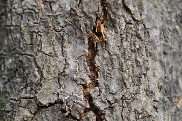 bark of a tree