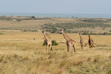 A herd of Giraffes walking in the plains of Africa during a wildlife safari inside Masai Mara National Reserve