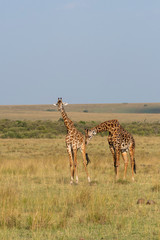 A herd of Giraffes walking in the plains of Africa during a wildlife safari inside Masai Mara National Reserve