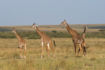 A herd of Giraffes walking in the plains of Africa during a wildlife safari inside Masai Mara National Reserve