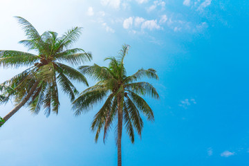 Fototapeta na wymiar Coconut palm trees and blue sky background