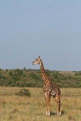 A herd of Giraffes walking in the plains of Africa during a wildlife safari inside Masai Mara National Reserve