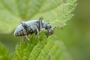 Nettle weevil - Phyllobius argentatus