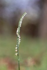 Wild Ochrid Autumn lady's-tresses - Spiranthes spiralis