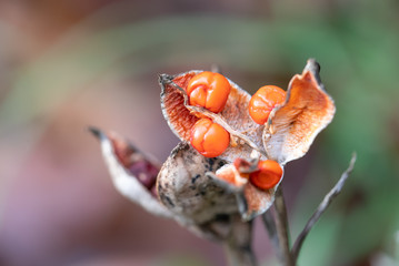 Gladwin iris fruit capsule - Iris foetidissima