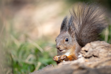 Red Squirrel - Sciurus vulgaris