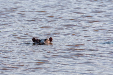A hippo swimming in the waters of Mara river inside Masai Mara National Reserve during a wildlife safari