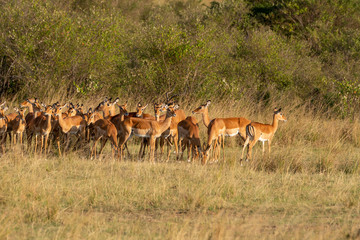 An impala herd grazing in the plains of Africa inside Masai Mara National Reserve during a wildlife safari