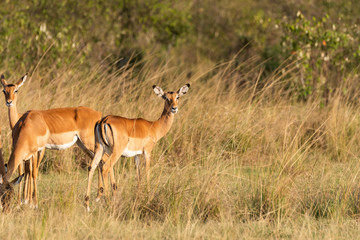 An impala herd grazing in the plains of Africa inside Masai Mara National Reserve during a wildlife safari