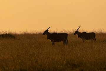 A lowland eland grazing in the plains of Africa inside Masai Mara National Reserve during a wildlife safari