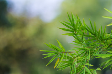 Green natural bamboo leaf background