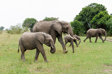 Naklejka na ściany i meble A herd of Elephants grazing in the grasslands of Masai Mara National Reserve during a wildlife safari