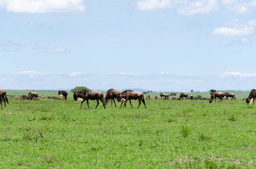 A herd of wildebeest in migration in the plains of Masai Mara National Reserve during a wildlife safari