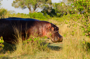 A hippo sleeping in the banks of Mara river inside Masai Mara National Reserve during a wildlife safari