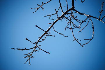 桜の木・アップ・つぼみ