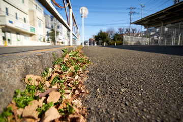 冬の空・枯れ葉・落ち葉・道端・アップ