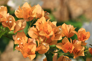 Beautiful orange bougainvillea blooming, Bright orange bougainvillea flowers as a floral background, Close-up orange flowers,Sunlight shining on