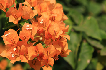 Beautiful orange bougainvillea blooming, Bright orange bougainvillea flowers as a floral...
