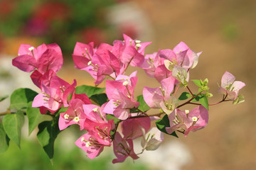 Beautiful pink white bougainvillea blooming, Bright pink white bougainvillea flowers as a floral background, Close-up pink white flowers,Sunlight shining on