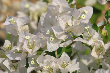 Beautiful white bougainvillea blooming, Bright white bougainvillea flowers as a floral background, Close-up white flowers,Sunlight shining on