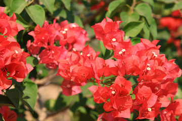 Beautiful red bougainvillea blooming, Bright red bougainvillea flowers as a floral background, Close-up red flowers,Sunlight shining on