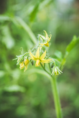 Blooming tomatoes plant in the garden. Shallow depth of field.