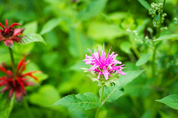 Crimson beebalm (Monarda) growing in the garden. Shallow depth of field.