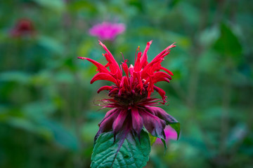 Crimson beebalm (Monarda) growing in the garden. Shallow depth of field. - obrazy, fototapety, plakaty