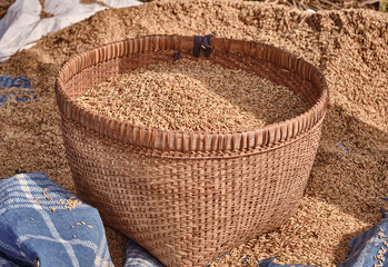 Organic brown rice in weave rattan basket trays on dry straw background
