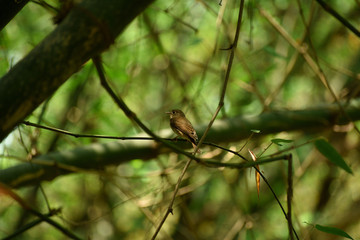 an asian brown flycatcher is on a branch .