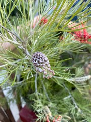 pine cone on tree