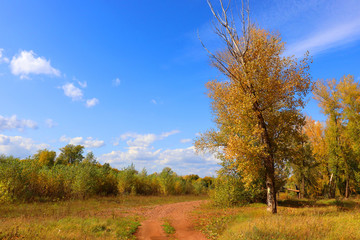 Naklejka premium Autumn landscape in forest