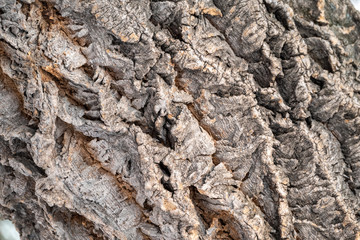Texture of embossed bark of an old maple