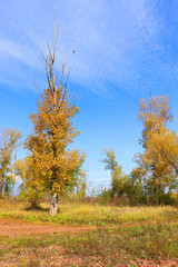 Autumn landscape in forest