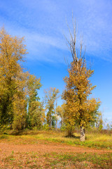 Autumn landscape in forest