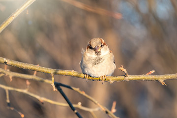 Sparrow sits on a branch without leaves.