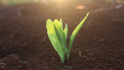 Corn seedlings with sunlight Thailand