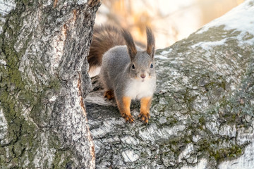 Winter or autumn squirrel sits on a branch