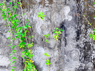 Texture of Wall of Green Leaves