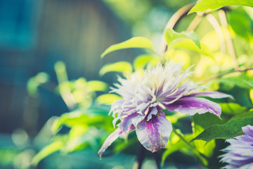 Blooming clematis in the garden. Selective focus. Shallow depth of field.