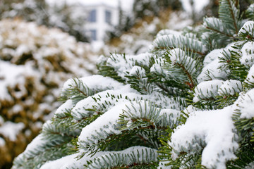 Fir tree under the snow