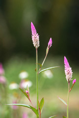 Flamingo Feather flower in Hoi An Town
