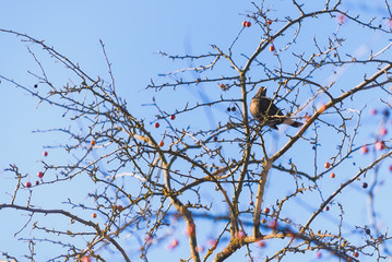 Amsel Weibchen sitzt in einem Vogelbeerenbaum mit roten Früchten, der hellblaue Winter Himmel dient als Hintergrund