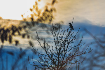 Rabe im Baum während eines Sonnen Untergangs im Winter, im Hintergrund der Himmel im Bokeh